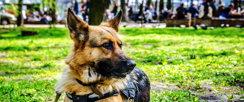 K-9 First Aid Supplies and Training